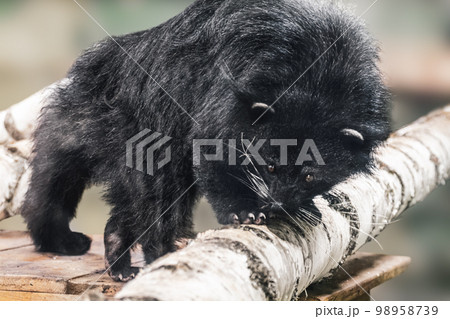 Black wolverine walking in aviary Black wolverine walking in aviary 98958739