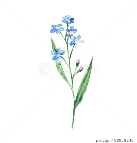 Forget me not flower. Watercolor illustration isolated on white background. 98958836