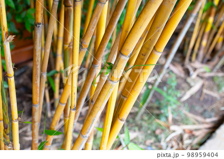 Yellow bamboo plant in the garden Yellow bamboo plant in the garden 98959404