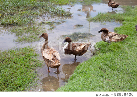 Free range duck farm. Natural organic duck 98959406