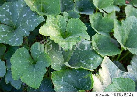 Fresh pumpkin green leaves 98959428