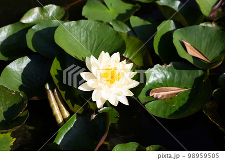 Beautiful blooming Nymphaea lotus flower with leaves, Water lily pot 98959505