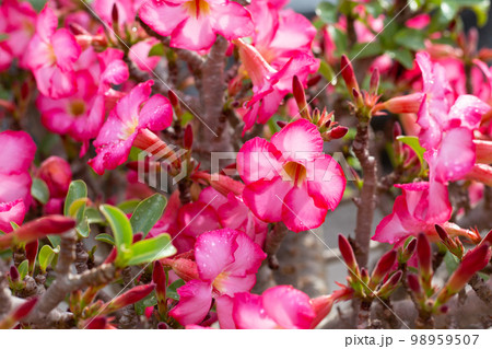 Adenium obesum flowers. Green leaves Adenium obesum flowers. Green leaves 98959507