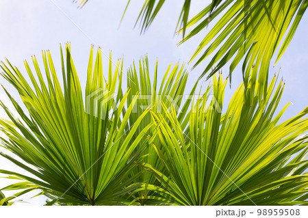Palm tree with blue sky 98959508