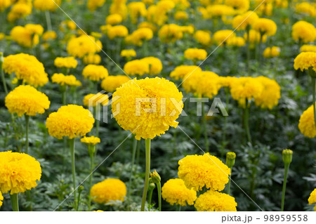 Yellow marigold flower in garden Yellow marigold flower in garden 98959558