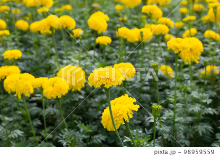 Yellow marigold flower in garden Yellow marigold flower in garden 98959559