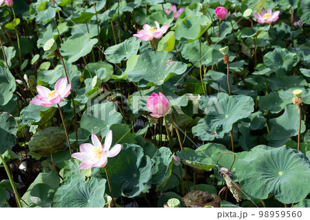 Pink lotus flower blooming in pond with green leaves Pink lotus flower blooming in pond with green leaves 98959560