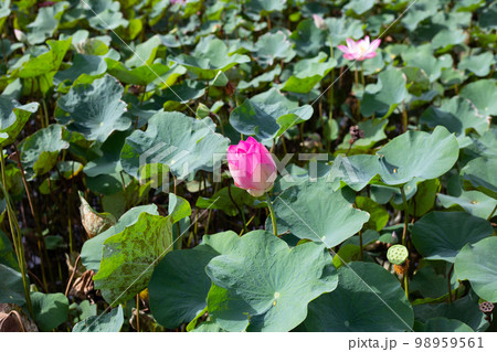 Pink lotus flower blooming in pond with green leaves 98959561