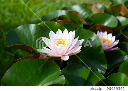 Beautiful blooming Nymphaea lotus flower with leaves, Water lily pot Beautiful blooming Nymphaea lotus flower with leaves, Water lily pot 98959562