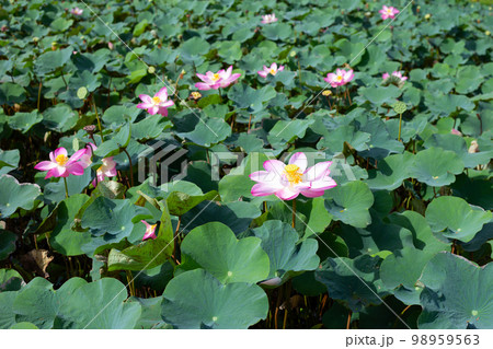 Pink lotus flower blooming in pond with green leaves Pink lotus flower blooming in pond with green leaves 98959563