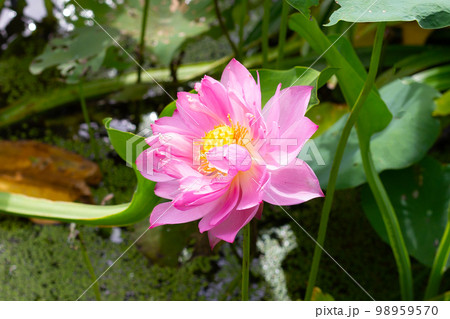 Pink lotus flower blooming in pond with green leaves 98959570