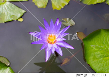 Beautiful blooming Nymphaea lotus flower with leaves, Water lily pot 98959571