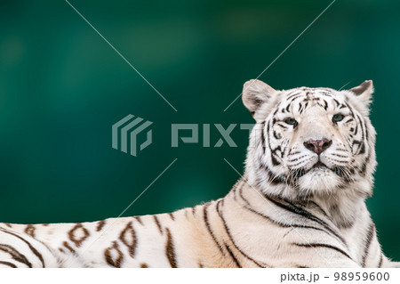 White tiger with black stripes portrait on green 98959600