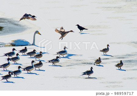 ラムサール条約登録湿地　伊豆沼　氷上を餌場へ急ぐ渡鳥の群れ 98959717