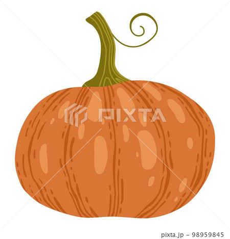 Colored pumpkin hand drawn vector graphic illustration. Colorful drawing autumn vegetable whole, slice and halves isolated on white background. Seasonal fresh plant bundle 98959845