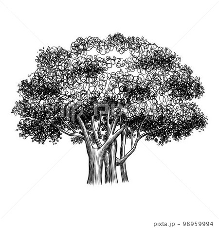 Banyan Centurian Archival Print of Pencil Drawing 10 X 13 inches   Amazonca Home