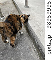 猫 98959995