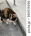 猫 98959996