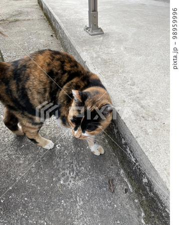 猫 98959996