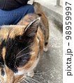猫 98959997