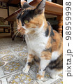 猫 98959998