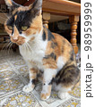猫 98959999