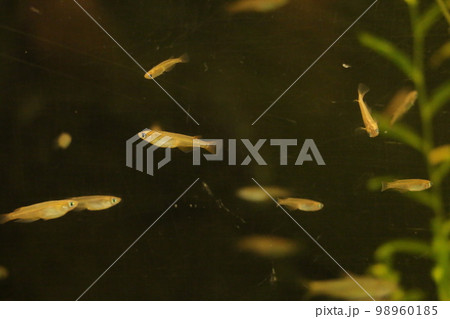 すいすい泳ぐメダカ 98960185