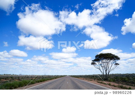ナラボー平原の直線道路と一本の木 ナラボー平原の直線道路と一本の木 98960226