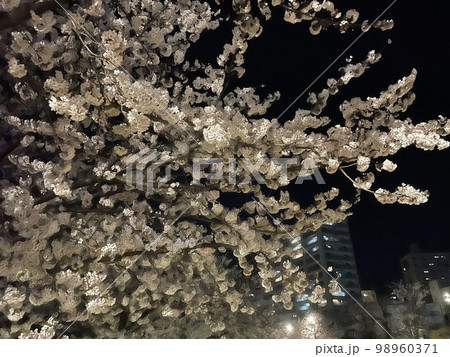夜桜 98960371