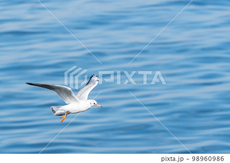 カモメの飛翔風景 98960986