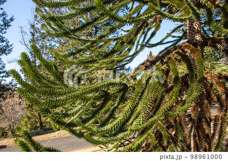 沢山の棘があるチリマツの枝 98961000