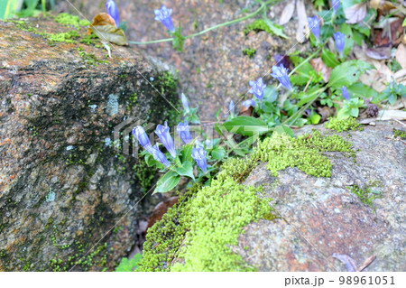 アサマリンドウの花 アサマリンドウの花 98961051