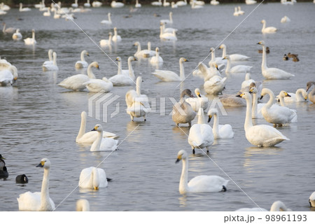 湖面に浮かぶ白鳥の群れ 98961193