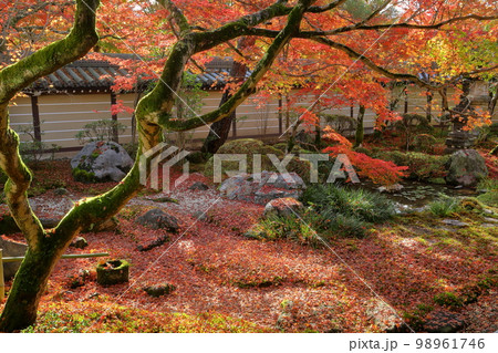 京都府京都市左京区　永観堂として知られる聖衆来迎山無量寿院禅林寺の境内の庭園の紅葉 98961746