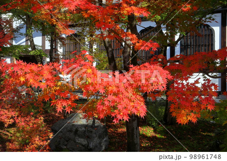 京都府京都市左京区　永観堂として知られる聖衆来迎山無量寿院禅林寺の境内の庭園の紅葉 98961748