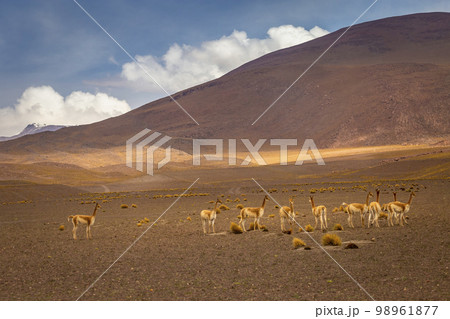 Guanaco vicuna in Bolivia altiplano near Chilean atacama border, South America 98961877