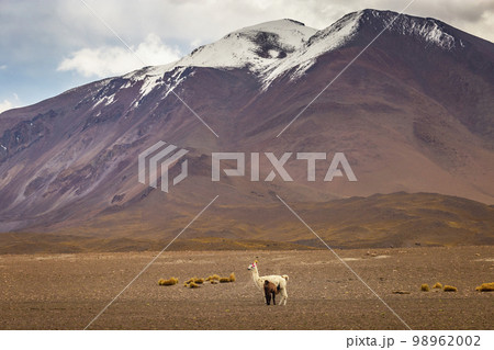 LLama alpaca in Bolivia altiplano near Chilean atacama border, South America 98962002