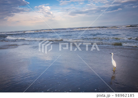 Heron egret standing on beach in Torres at evening, Rio Grande do Sul, Brazil Heron egret standing on beach in Torres at evening, Rio Grande do Sul, Brazil 98962185