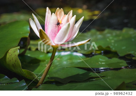 Fly landed over beautiful Pink lotus water lily Nymphaea floating in a pond 98962432