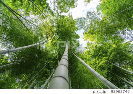 【神奈川県】鎌倉にある英勝寺の美しい竹林 【神奈川県】鎌倉にある英勝寺の美しい竹林 98962746