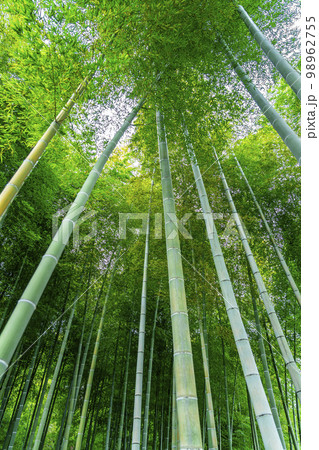 【神奈川県】鎌倉にある英勝寺の美しい竹林 【神奈川県】鎌倉にある英勝寺の美しい竹林 98962755