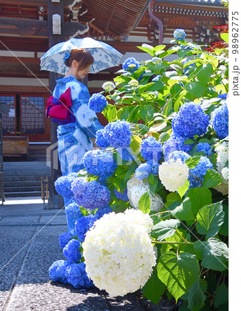 紫陽花と浴衣姿の女性 紫陽花と浴衣姿の女性 98962775