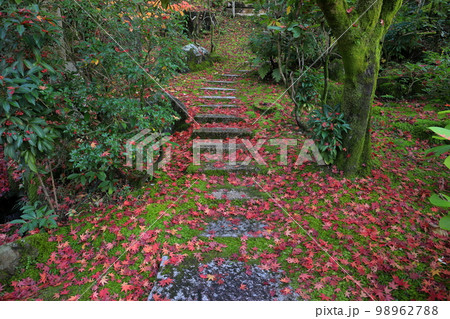 京都府京都市左京区 永観堂として知られる聖衆来迎山無量寿院禅林寺の境内の石段の散紅葉 京都府京都市左京区 永観堂として知られる聖衆来迎山無量寿院禅林寺の境内の石段の散紅葉 98962788