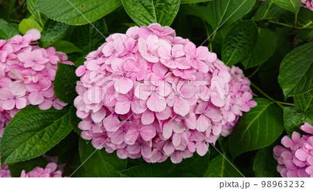 アジサイ アジサイ 98963232