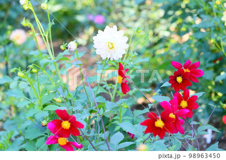 ダリアの花 ダリアの花 98963450