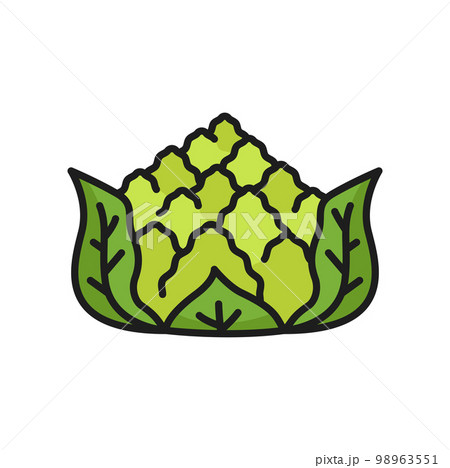 Green romanesco cabbage head vegetable raw food color line icon. Vector healthy organic vegetable, veggie headed cauliflower cabbage 98963551