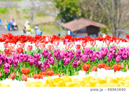 【大阪府】4月・爽やかな春、透き通った青空、満開のチューリップで賑わう緑のミュージアムハーベストの丘 【大阪府】4月・爽やかな春、透き通った青空、満開のチューリップで賑わう緑のミュージアムハーベストの丘 98963690
