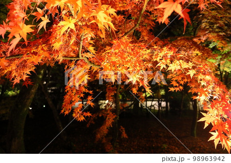 京都府京都市左京区 永観堂として知られる聖衆来迎山無量寿院禅林寺の放生池を囲む紅葉ライトアップ 京都府京都市左京区 永観堂として知られる聖衆来迎山無量寿院禅林寺の放生池を囲む紅葉ライトアップ 98963942