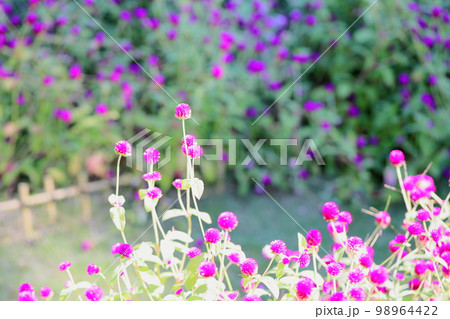 センニチコウの花 98964422