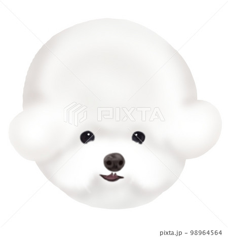 ビションフリーゼの顔 98964564